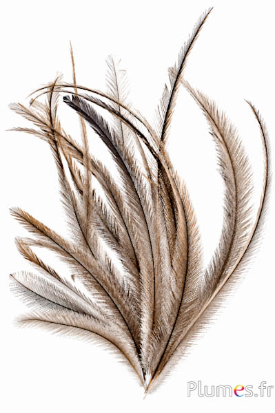 Emu - 23-28 cm - natuurlijk